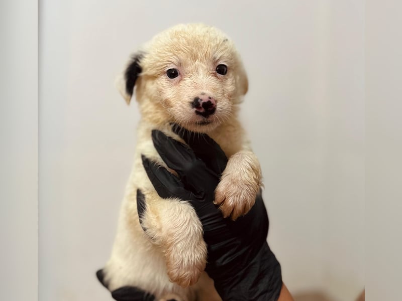 zuckersüßes Welpenmädchen Mucki