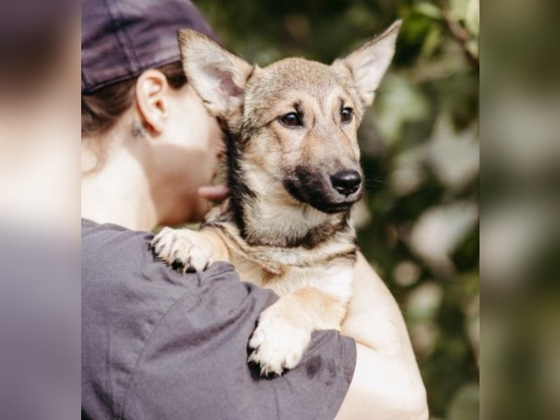 USHER - charmanter, fröhlicher Welpenjunge sucht seine Familie