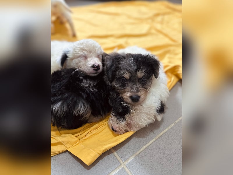 Unser toller Marmor sucht seine Familie