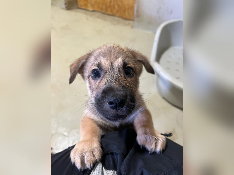 USHER - charmanter, fröhlicher Welpenjunge sucht seine Familie