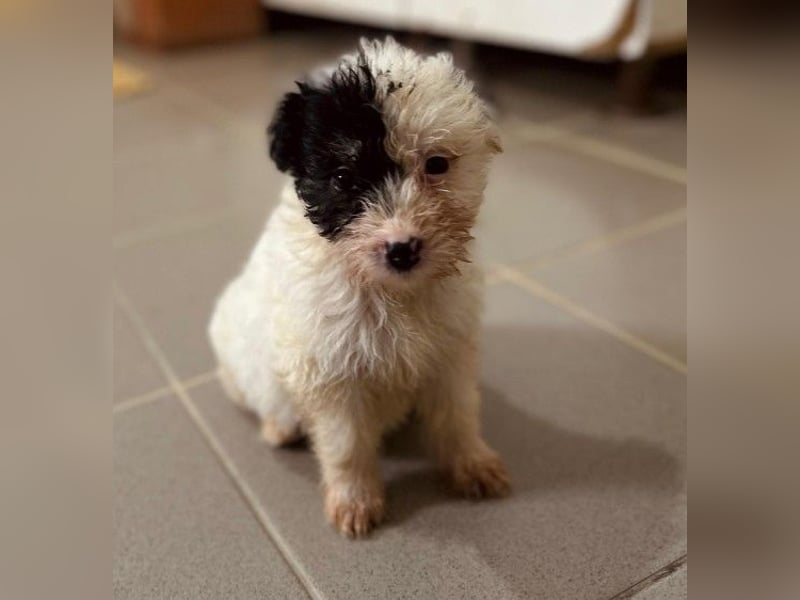 Zauberhaftes Welpenmädchen Milka sucht ihre Familie