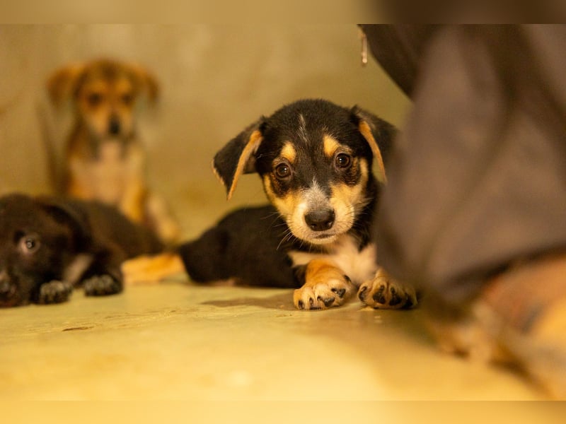 Zauberhafter Welpe ISY