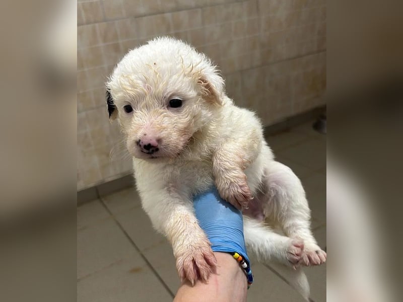 zuckersüßes Welpenmädchen Mucki