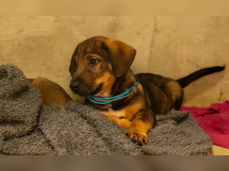 QUINN - zauberhafter Junghund sucht seine Herzensmenschen QUINN - zauberhafter Junghund sucht seine Herzensmenschen