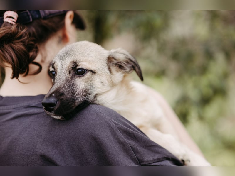 Jungrüde Urmel sucht seine Menschen Jungrüde Urmel sucht seine Menschen