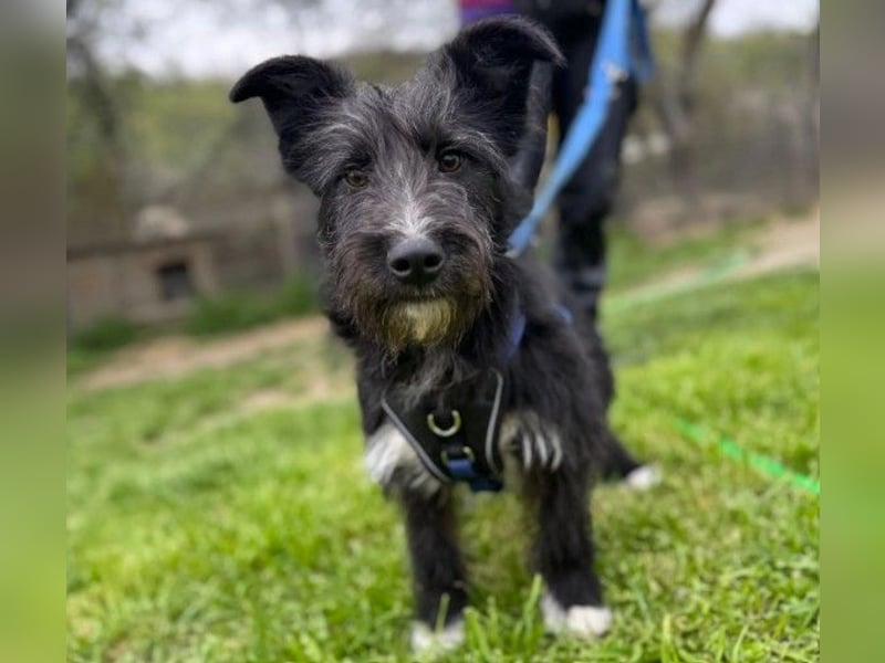 Susi verschmuste Junghündin sucht ihr Zuhause