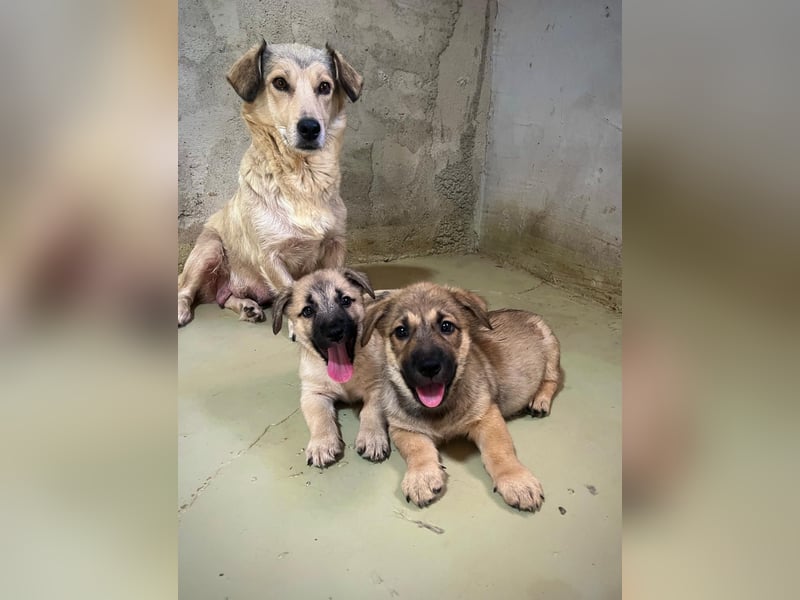 USHER - charmanter, fröhlicher Welpenjunge sucht seine Familie