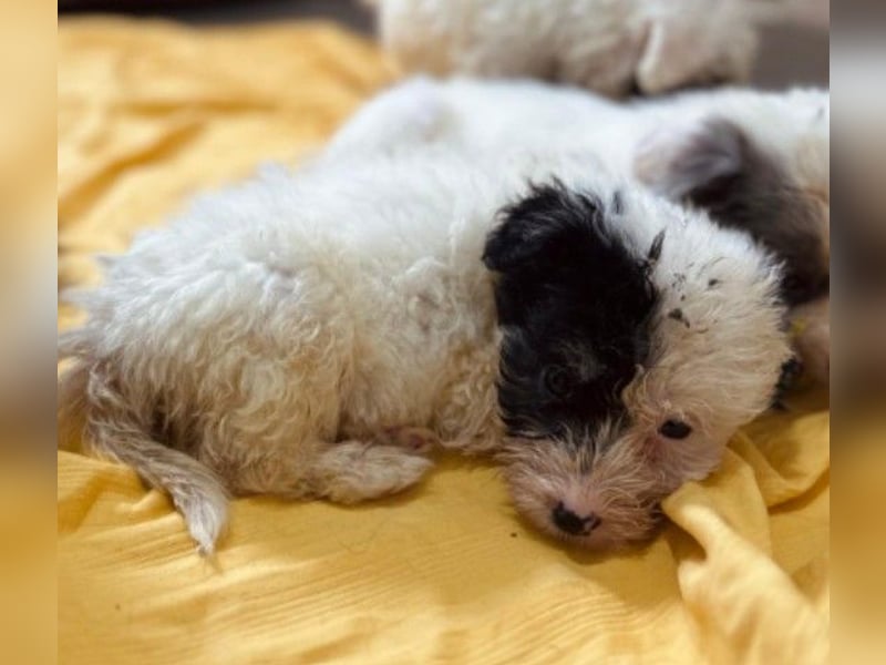 Zauberhaftes Welpenmädchen Milka sucht ihre Familie