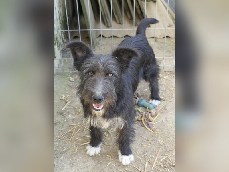 Susi verschmuste Junghündin sucht ihr Zuhause