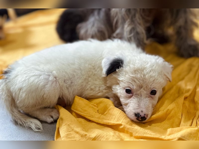 zuckersüßes Welpenmädchen Mucki