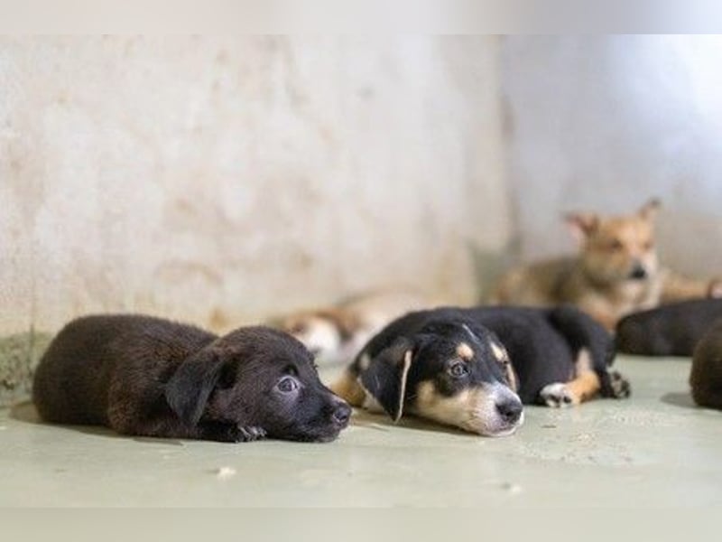 Zauberhafter Welpe ISY