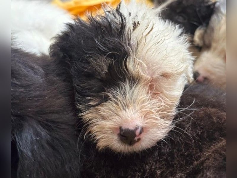 Zauberhaftes Welpenmädchen Milka sucht ihre Familie