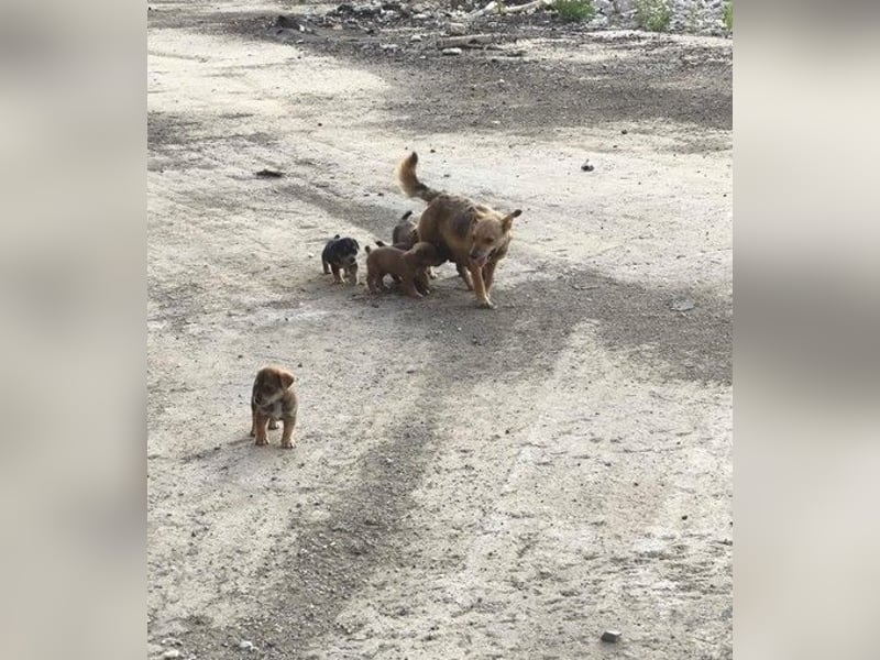 Zauberhafter Welpe ISY