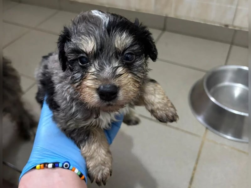 Unser toller Marmor sucht seine Familie