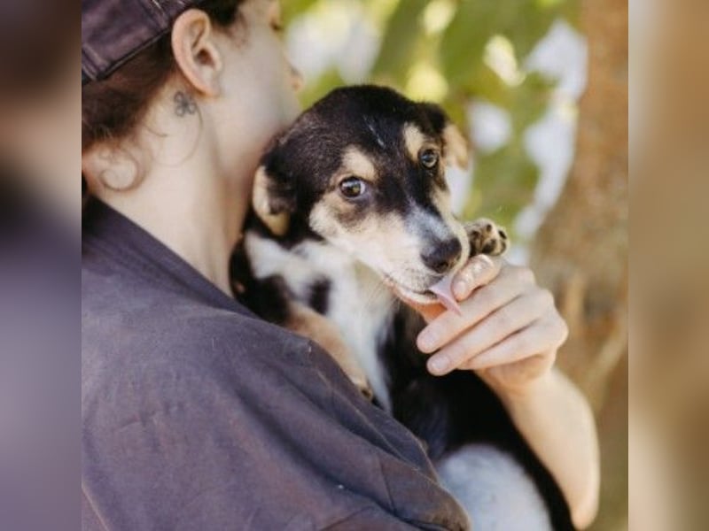 Zauberhafter Welpe ISY