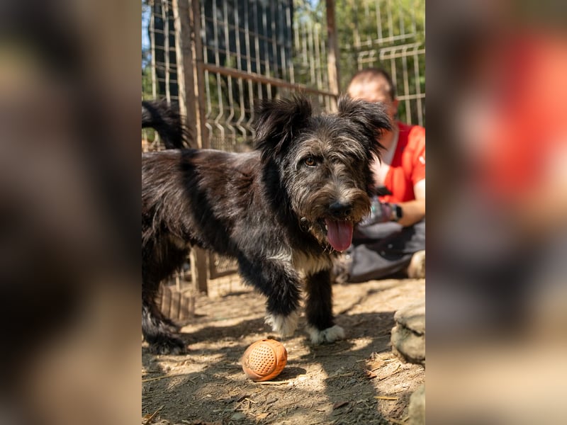 Susi - süßer Fussel sucht 