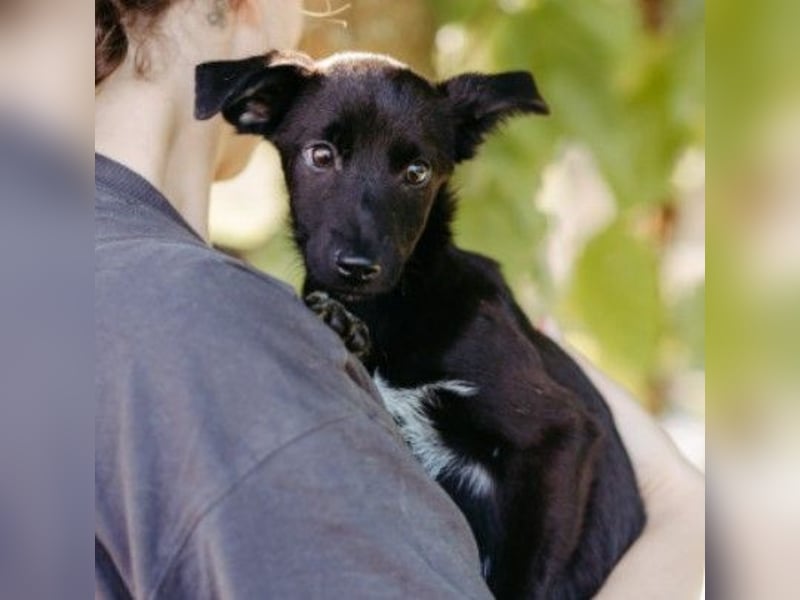 Zauberhafter Welpe Iago sucht seine Familie