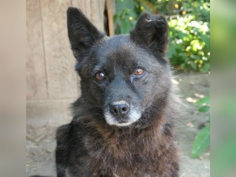 Kleine, süße Carrie sucht ihre Menschen