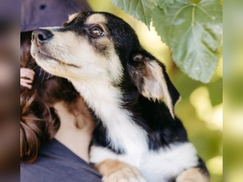 Zauberhafter Welpe ISY