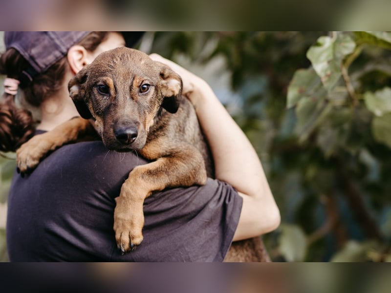 QUINN - zauberhafter Junghund sucht seine Herzensmenschen QUINN - zauberhafter Junghund sucht seine Herzensmenschen