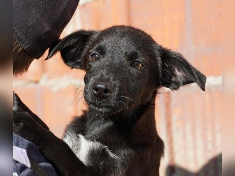 Zauberhafter Welpe Iago sucht seine Familie