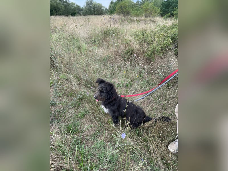 Susi verschmuste Junghündin sucht ihr Zuhause