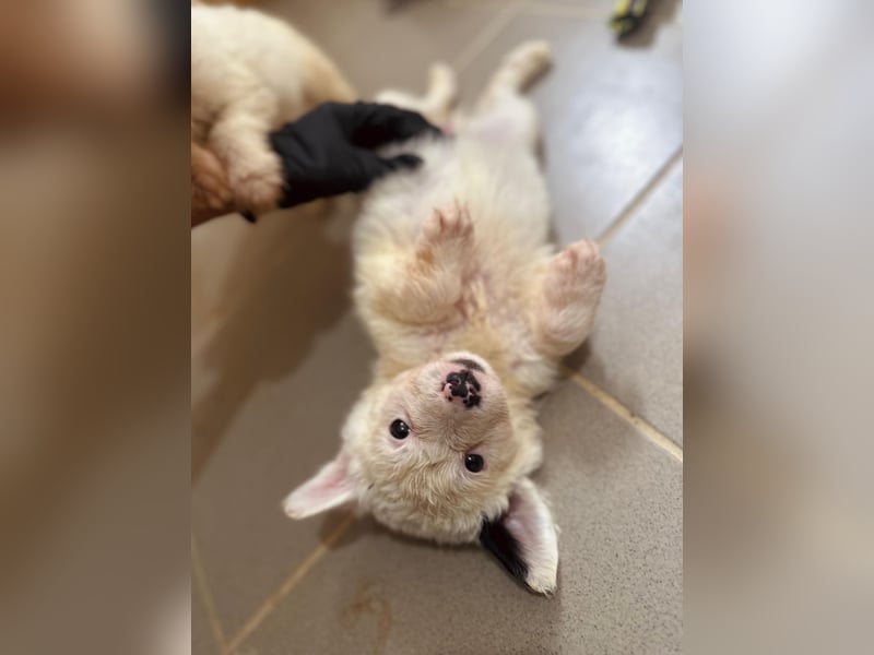 zuckersüßes Welpenmädchen Mucki