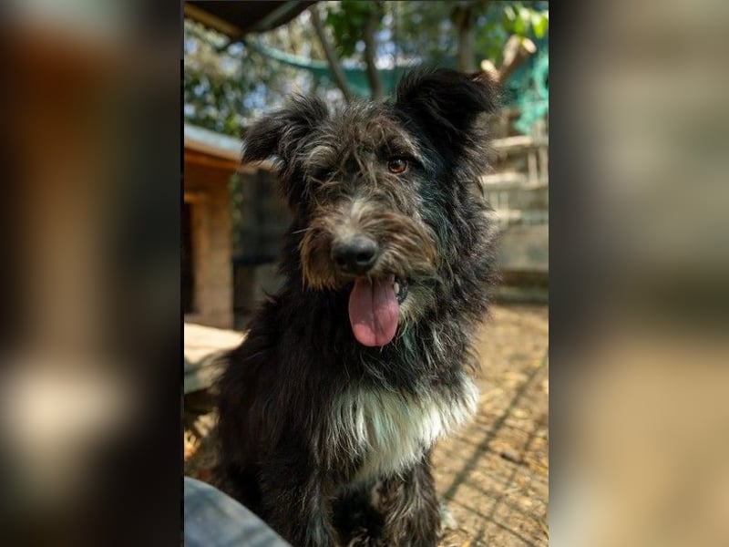 Susi - süßer Fussel sucht 