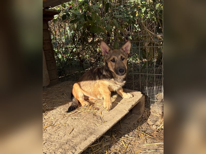 USHER - charmanter, fröhlicher Welpenjunge sucht seine Familie