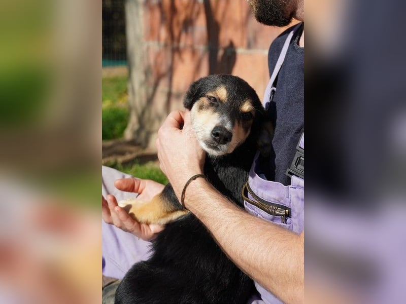 Zauberhafter Welpe ISY