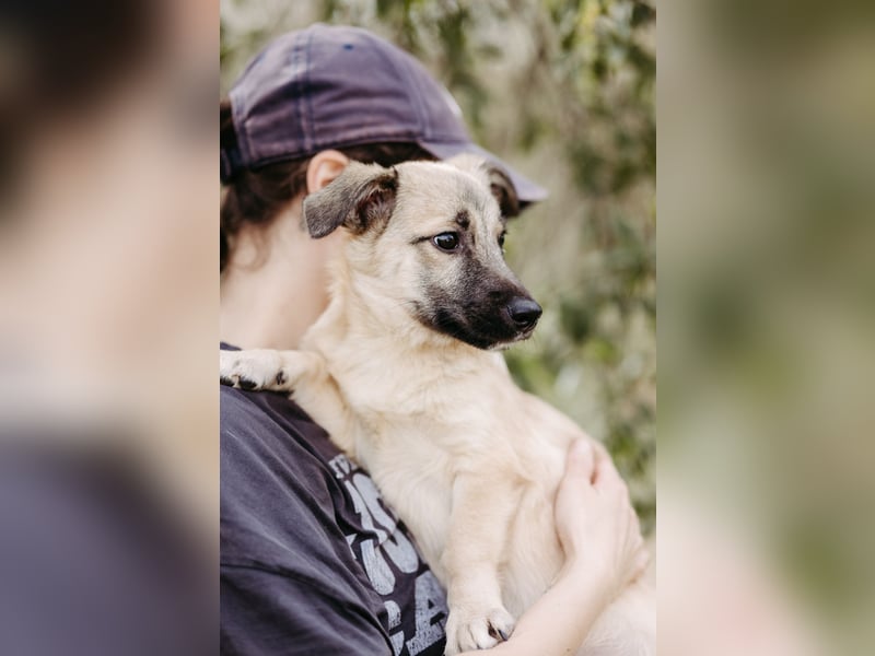 Jungrüde Urmel sucht seine Menschen Jungrüde Urmel sucht seine Menschen