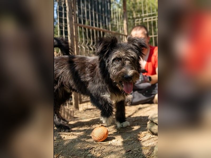 Susi verschmuste Junghündin sucht ihr Zuhause