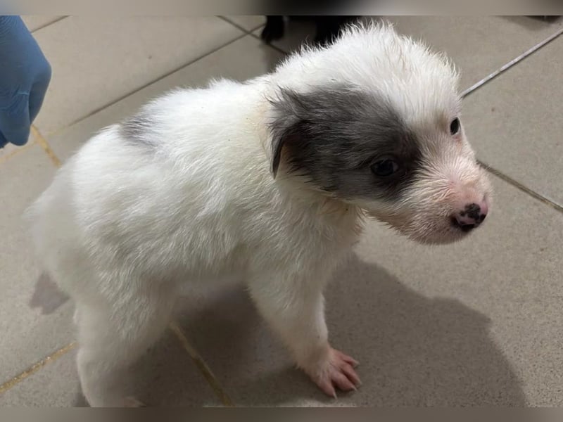 MOZART - zuckersüßer Welpenjunge sucht seine Familie