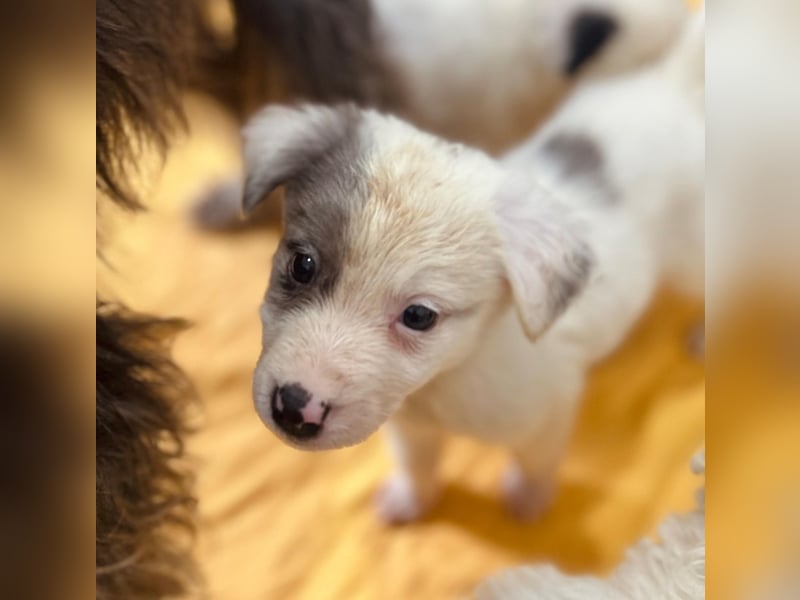 MOZART - zuckersüßer Welpenjunge sucht seine Familie