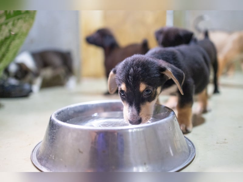 Zauberhafter Welpe ISY