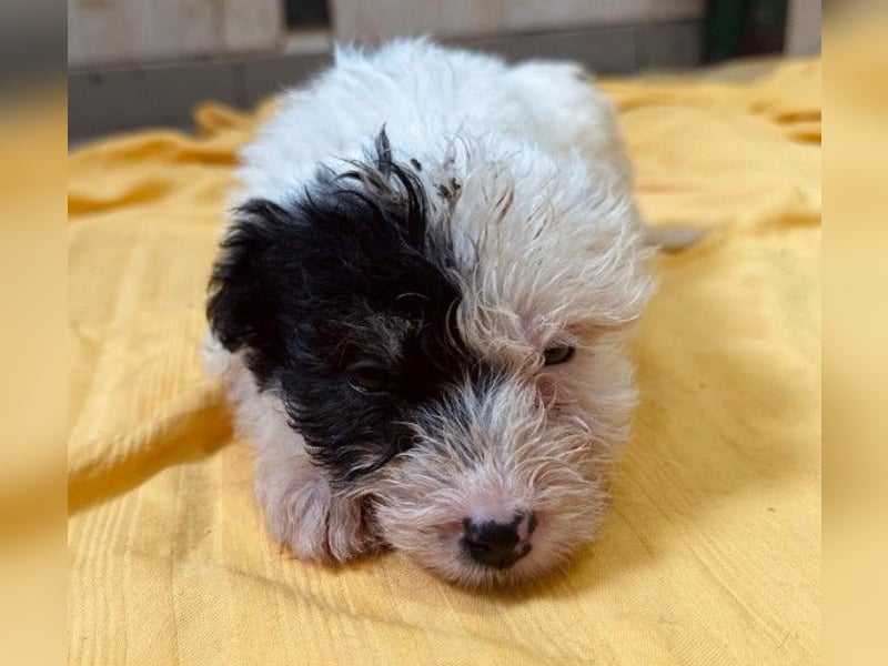 Zauberhaftes Welpenmädchen Milka sucht ihre Familie