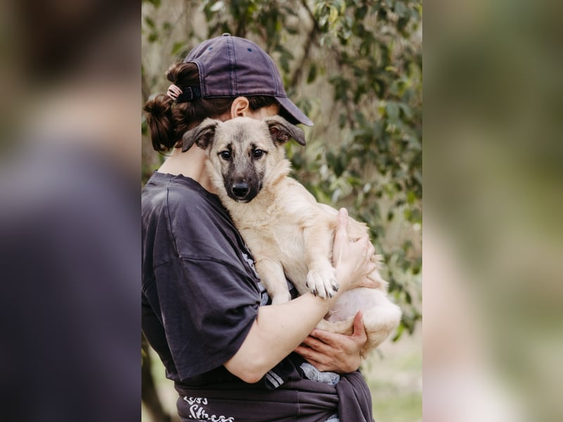 Jungrüde Urmel sucht seine Menschen Jungrüde Urmel sucht seine Menschen