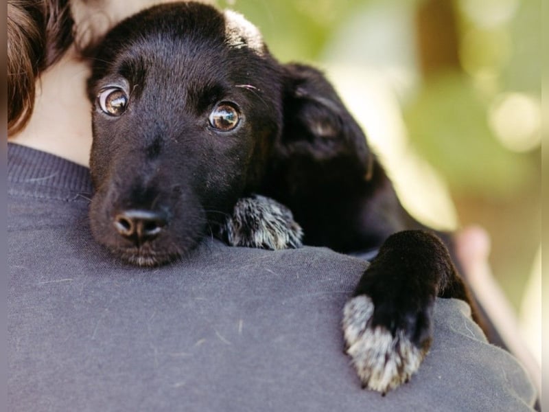 Zauberhafter Welpe Iago sucht seine Familie