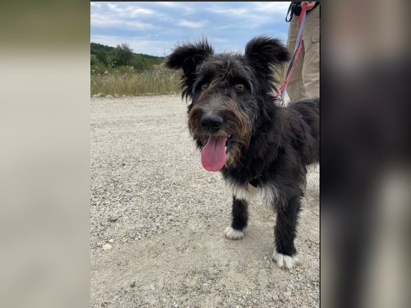 Susi verschmuste Junghündin sucht ihr Zuhause