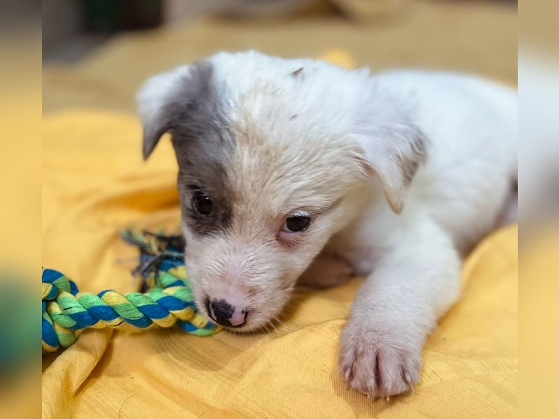MOZART - zuckersüßer Welpenjunge sucht seine Familie