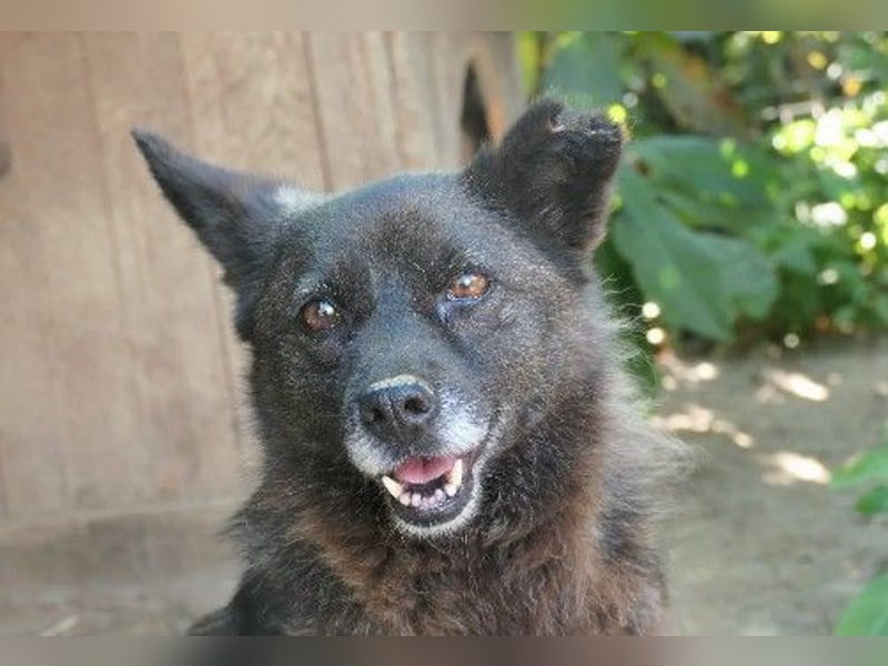 Kleine, süße Carrie sucht ihre Menschen