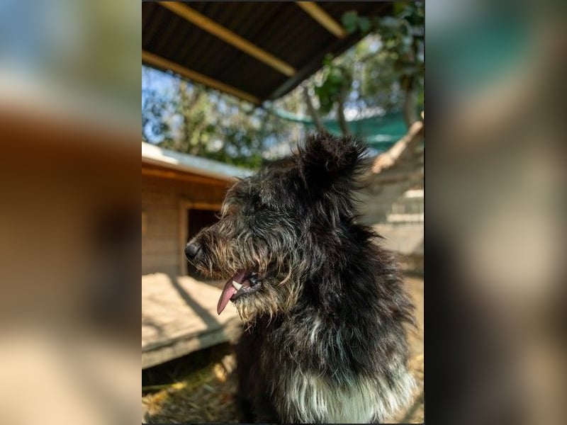 Susi verschmuste Junghündin sucht ihr Zuhause