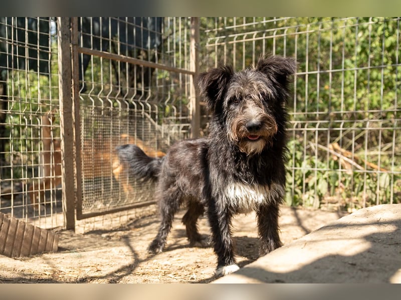 Susi - süßer Fussel sucht 