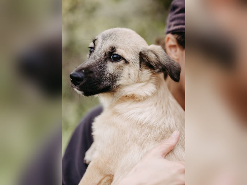 Jungrüde Urmel sucht seine Menschen Jungrüde Urmel sucht seine Menschen