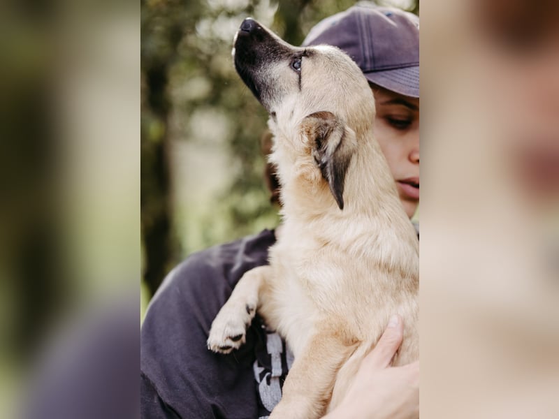 Jungrüde Urmel sucht seine Menschen Jungrüde Urmel sucht seine Menschen