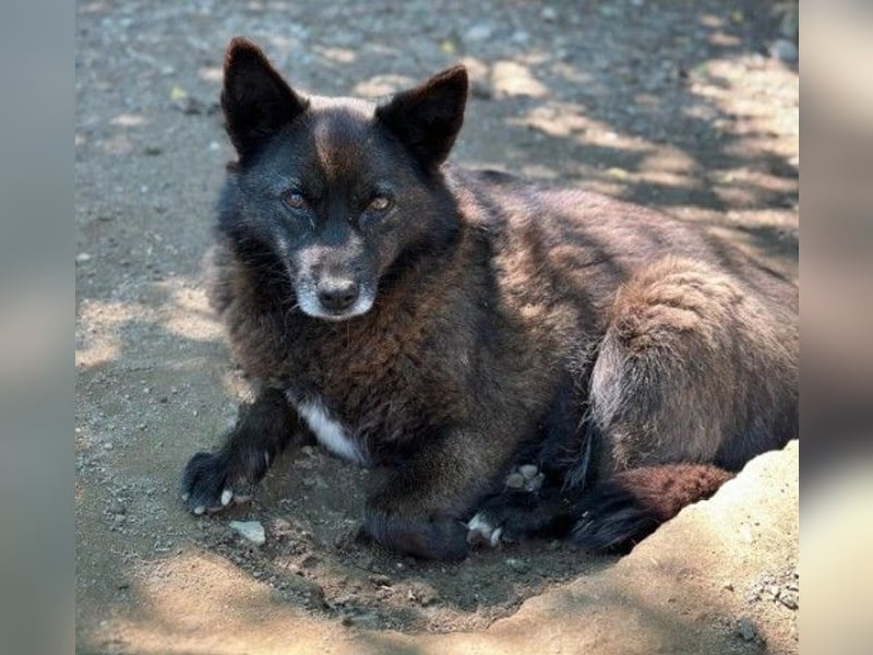 Kleine, süße Carrie sucht ihre Menschen