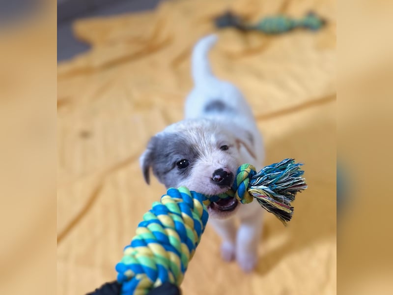 MOZART - zuckersüßer Welpenjunge sucht seine Familie