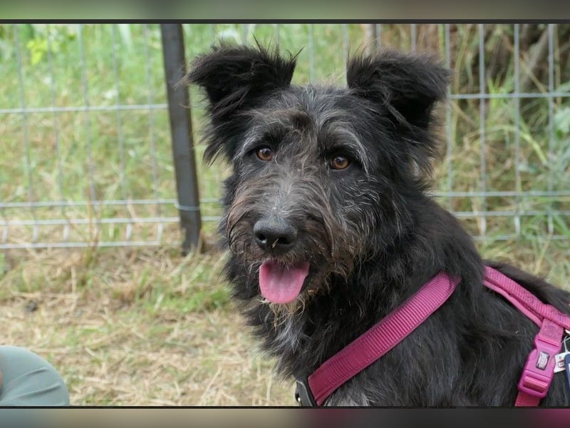 Susi verschmuste Junghündin sucht ihr Zuhause