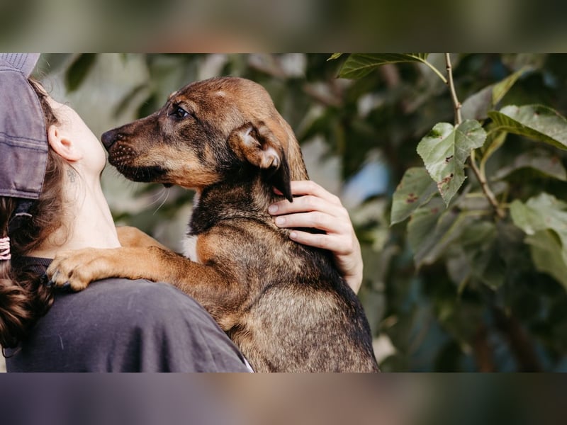 QUINN - zauberhafter Junghund sucht seine Herzensmenschen QUINN - zauberhafter Junghund sucht seine Herzensmenschen