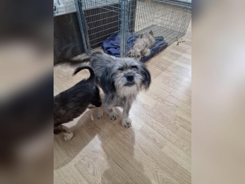 Nana, kleine, sehbehinderte aber freundliche Fellnase sucht Zuhause Nana, kleine, sehbehinderte aber freundliche Fellnase sucht Zuhause